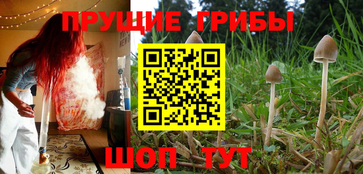 Кушва  Псилоцибиновые грибы прущие грибы  Вход с VPN 
